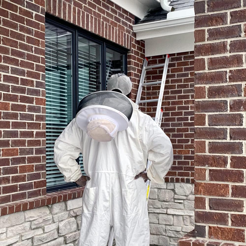 Pest control technician survey bee removal in bee suit