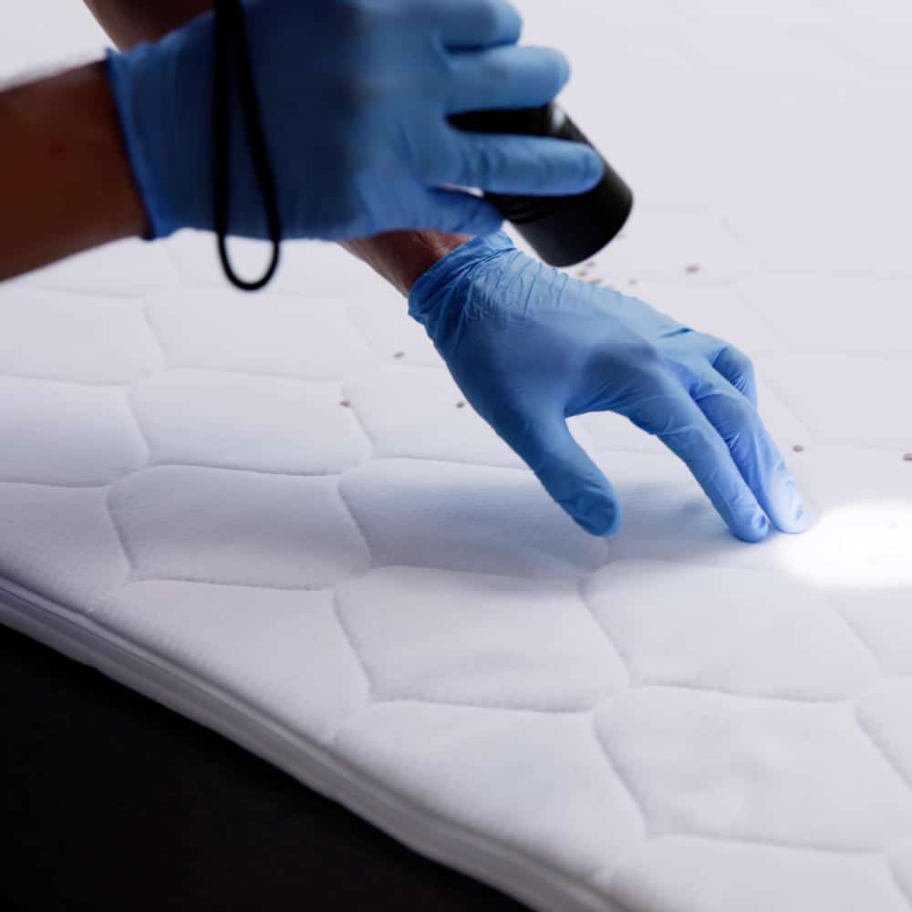 Pest control checking mattress for bed bugs