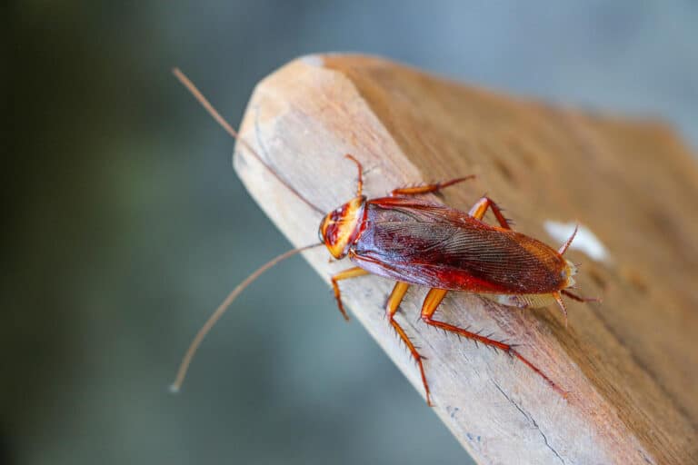 Cockroach